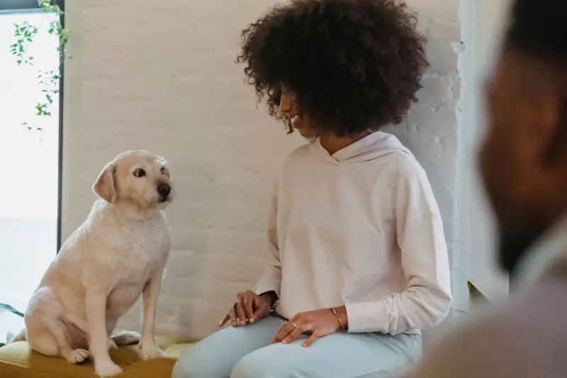 CBD for Dogs and Cats: Separating Veterinary Science From Marketing Hype