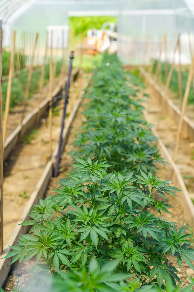 Seed to Shelf: Following Your CBD Bottle Back to the Farm